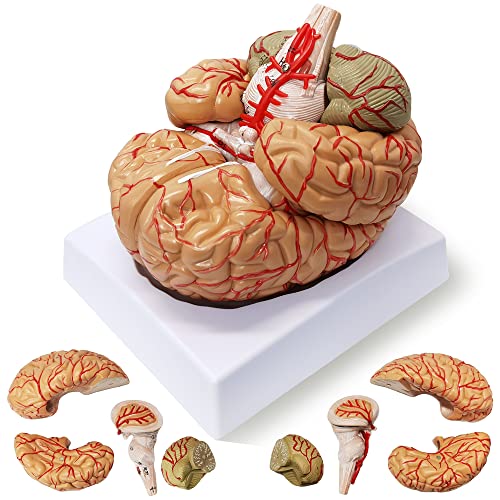 Maquette anatomique AMITD 9 pièces en taille de vie pour dynamiser l'étude en classe