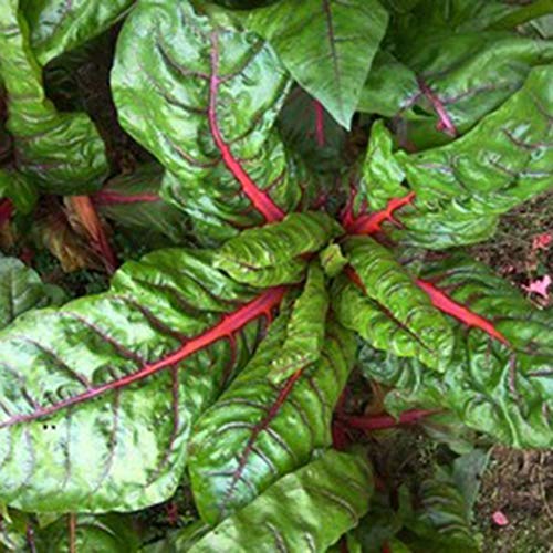 LEANO 100pcs Organic Rainbow Swiss Chard Seeds Heirloom Vegetable Seeds Non-GMO for Home Garden Planting