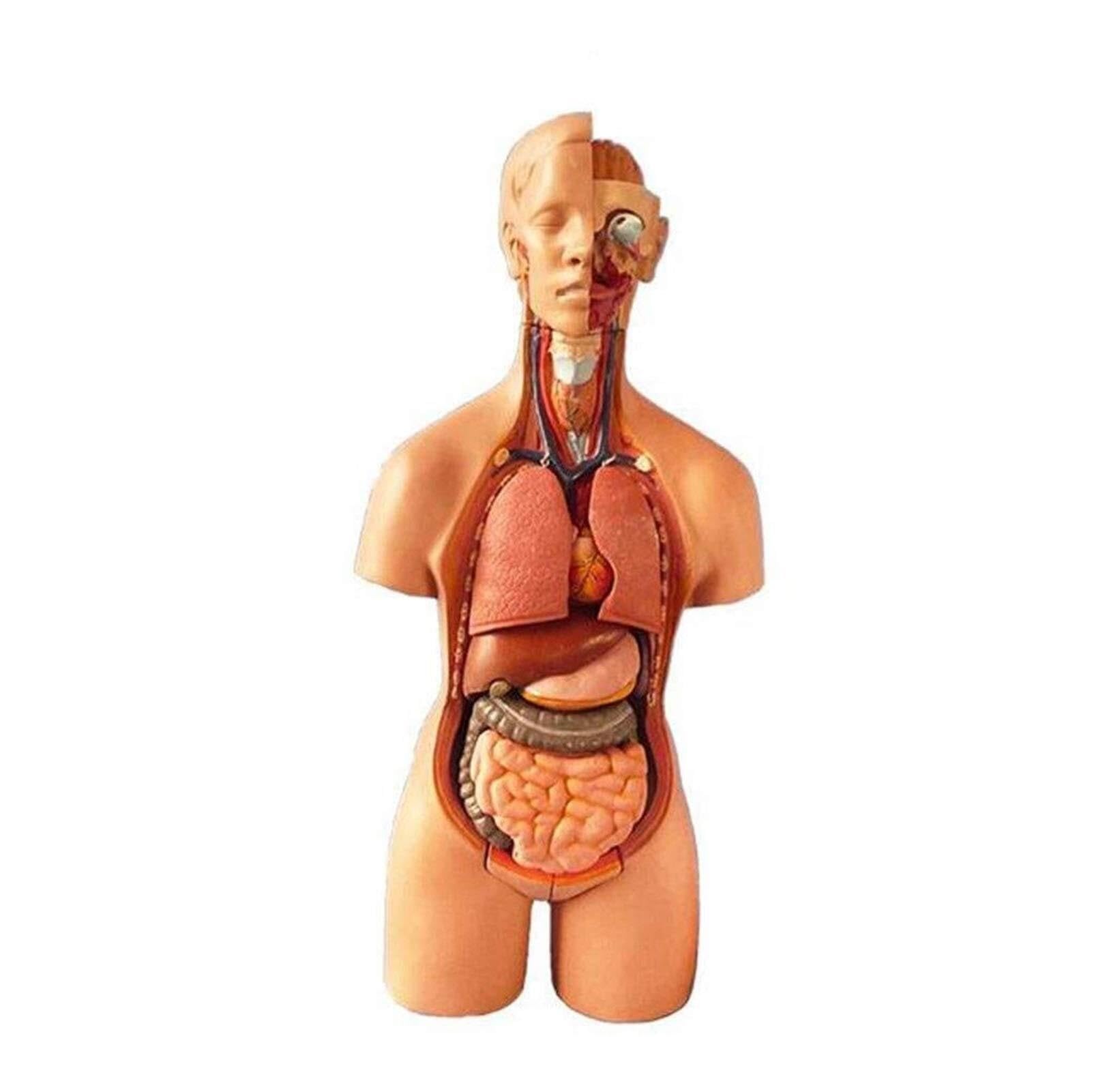 XINGLUOY Human torso model, human anatomy, detachable organ teaching, system structure
