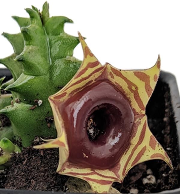 Miniatura 2 de Planta suculenta Lifesaver - Huernia - Flor exótica - Maceta de 2.5 pulgadas
