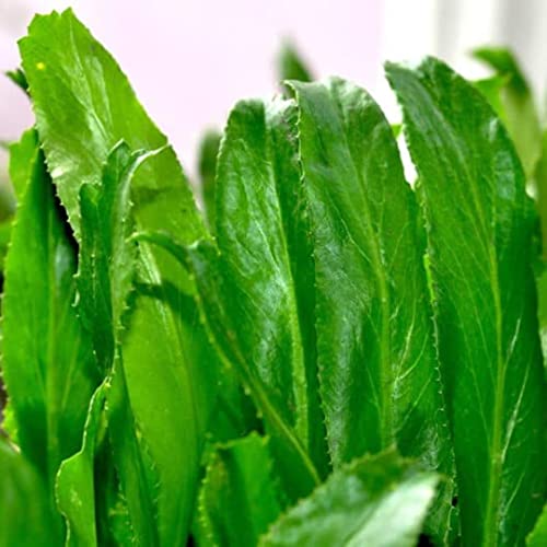 3000 Culantro Seeds - Ngo Gai - Aka Recao, Sawtoothfitweed, Mexican Coriander Herb, Spiritweed, Stinkweed, Duck-Tongue Herb, Sawtooth, Or Saw-Leaf Herb, Long Coriander Herb Seeds #TOP1