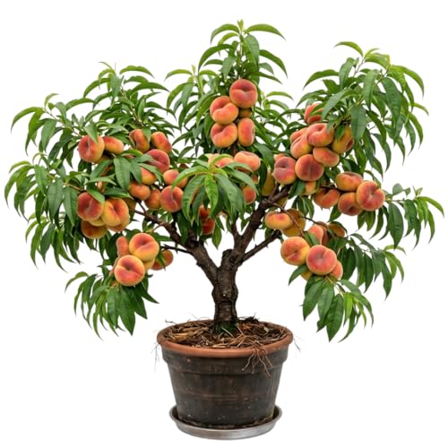 Peach Trees Live Plants Sweet Donut Peach Tree Live Plant 3 Feet Tall in 3 Gallon Pot Sweet Tropical Fruit for Planting Outdoors No Ship to CA
