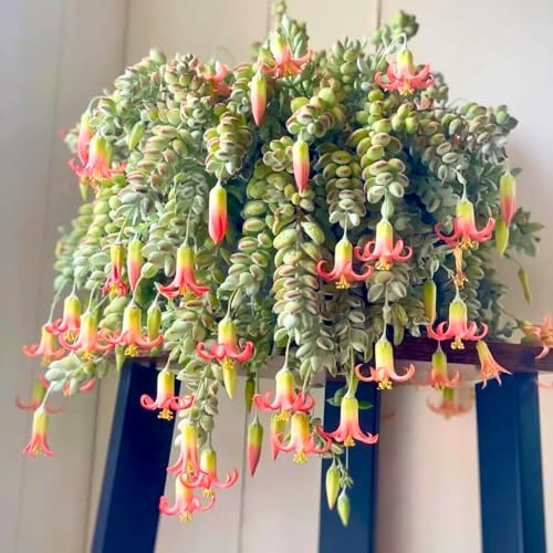 Cotyledon Pendens Succulent Plant, Trailing Succulent Houseplant Well Rooted 2''