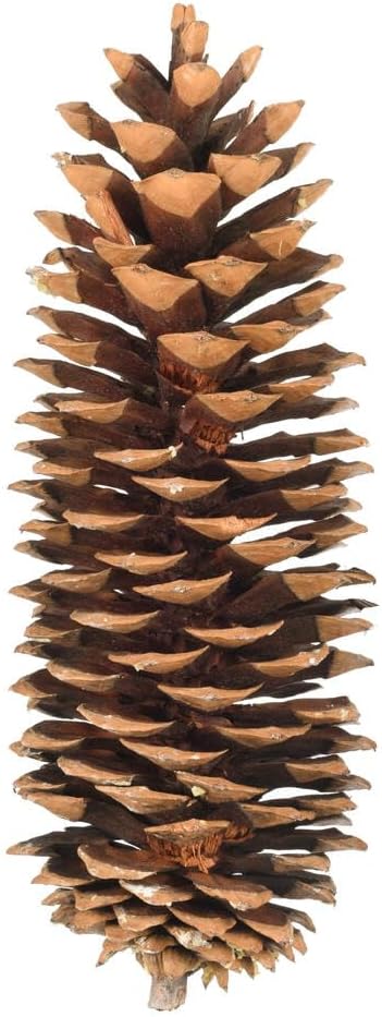 Vickerman 724958-9.5"-10" Sugar Pinecone 7/Pack (H4SPC000) Dried and Preserved Pods