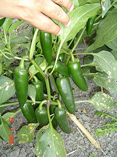 Golden Hills Farm Hybrid chilli jalapeno 40-80 seeds (B09JXH1KVY) Amazon Price History, Amazon Price Tracker