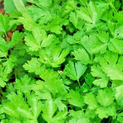 Buy4seeds 1000 Seeds Organic herb Parsley Italian Giant Flat Useful for Garden and Outdoor