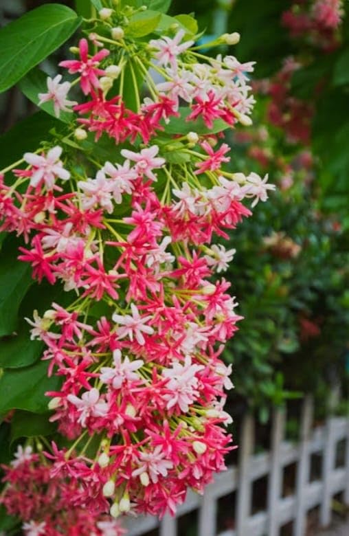 HIDDEN ENTERPISESpecial Madhumalati Honeysuckle All Season 1Healthy Live beautiful Pink Rangoon Creeper (Madhubilata) Flower plantFor wonderful Home Garden Outdoor & Indoor Flower plant. (B0D3B4TWVZ) Amazon Price History, Amazon Price Tracker