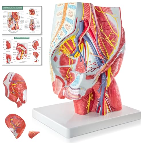 Human Male Pelvic and Gluteal Muscles & Nerves Anatomy Model, 4 Part | EVOTECH SCIENTIFIC Life Size 3D Anatomy Teaching Aid with Base and Brochure for Medical & Biology Education