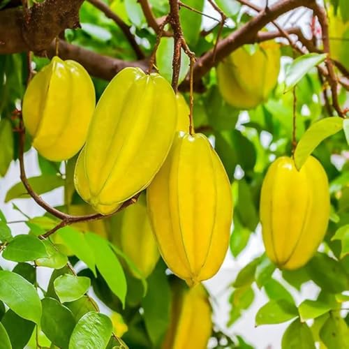 Image of All-Time 12 Months Hybrid GRAFTED Live Fruit Plant Original & Authentic Organic Tree for Outdoor Fast-Growing Fruit Plant Home Gardens Pack Of-1 (Ster Fruit Plant, Medium)