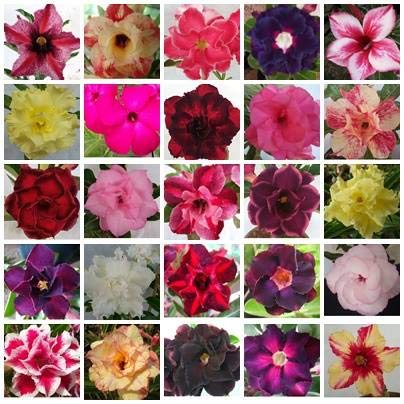 10 Semente De Rosa Do Deserto Mix Cores - Sementes Adenium