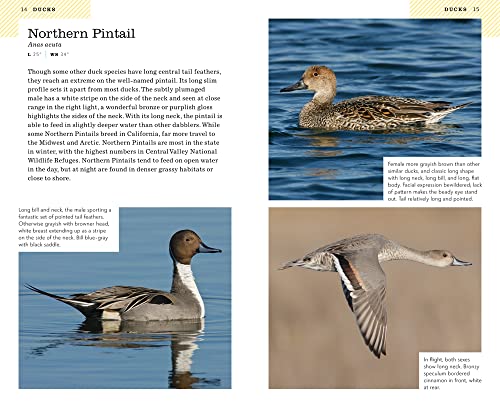 American Birding Association Field Guide to Birds of California (American Birding Association State Field) - Image 4