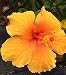 Hibiscus Rosa-Sinensis 'Joanna' ~ Live Plant