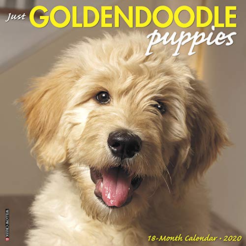 Télécharger Just Goldendoodle Puppies 2020 Calendar Livre eBook France