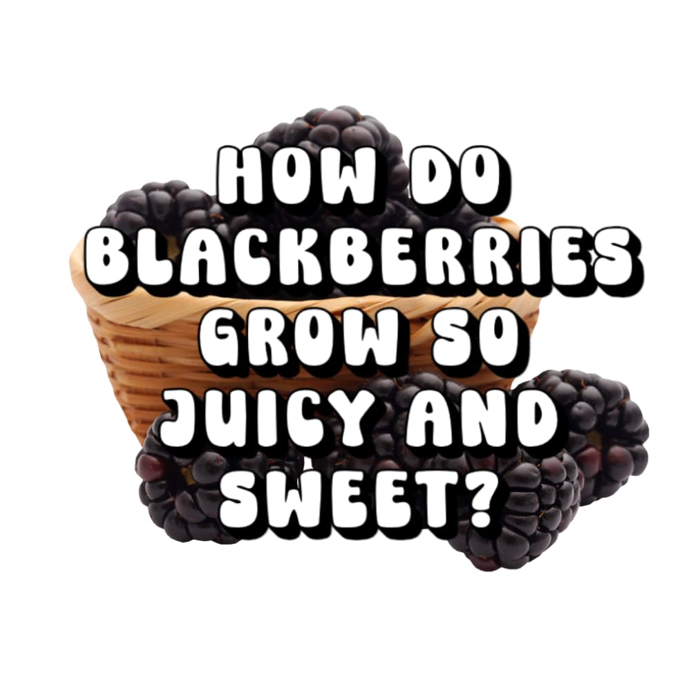 How Do Blackberries Grow So Juicy and Sweet?