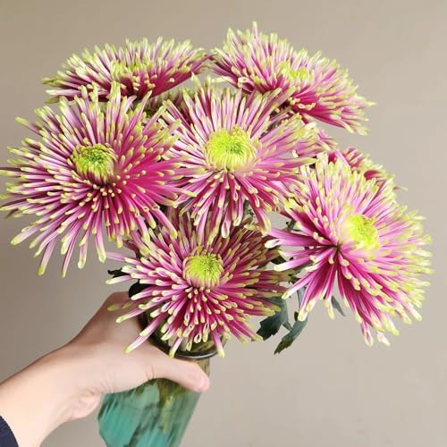 semillas de crisantemo resistentes - crisantemo - primavera, silvestres cortadas resistentes para el jardín para bancales elevados 35pcs