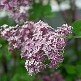 plant de lilas des indes Hauteur adulte : 1,50 m à 2 m