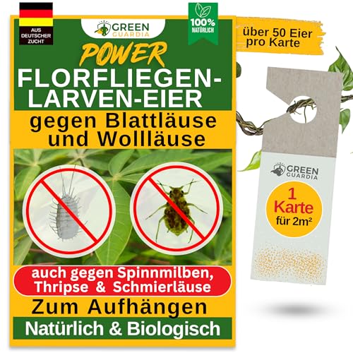 GREEN GUARDIA Power Florfliegenlarven-Eier gegen Blattläuse und Wollläuse – 1x Karte - Biologisches Mittel zur effektiven Blattläuse und Wollläuse Bekämpfung für Zimmer- und Zierpflanzen uvm.