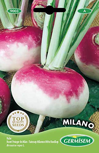 Germisem Rüben MILANO