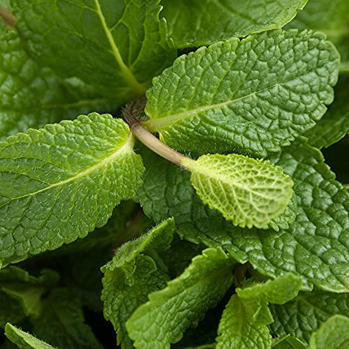 Spearmint (Mentha Spicata) 30Mg Seeds For Planting, Mentha, Lamiaceae, Labiatae, Plantae, Mojito, Mint Julep, Confectionery, Herbal Tea, Open Pollinated, Non Gmo, Vegetable Garden #TOP2