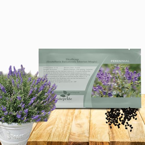Outsidepride Skullcap Seeds - 100 Pcs. Perennial, Easy to Grow & Compact, Herb Seeds for Planting Ornamental & Attractive Bluish-Purple Blooms for Versatile Uses & Pollinator Gardens