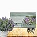 Outsidepride Skullcap - 100 seeds