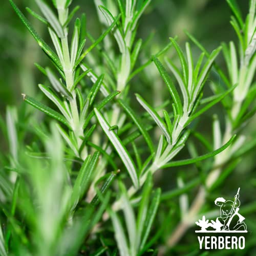 Yerbero - Premium Loose Whole Rosemary Dried Leaves Tea 2oz (58gr) | Hoja De Romero Te Herbal | Makes 30+ Cups | Rosmarinus Officinalis | Stand Up Resealable Bag | Crafted By Nature100% All Natural, non-GMO, Gluten-free.