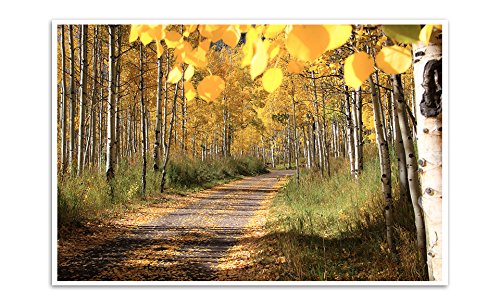 Artsy Canvas Fall Foliage - Aspen, Colorado - Capturing America - 24x16 Matte Poster Print Wall Art