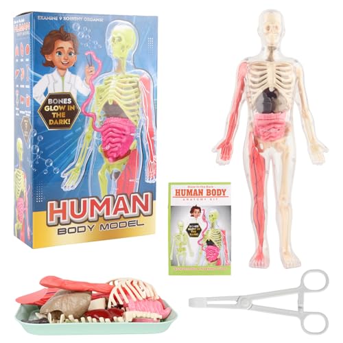 Lotvic   Modelo de cuerpo humano para niños, anatomía del torso 32 cm con 9 órganos extraíbles, kit de aprendizaje esquelético para niños y niñas a partir de 6 años