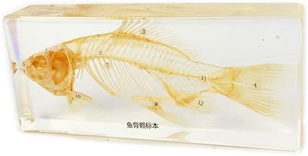 wumudidi montessori real animal