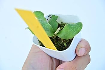 Amazon.co.jp: P.veitchii Auburn river @bikamori.com アーバンリバー