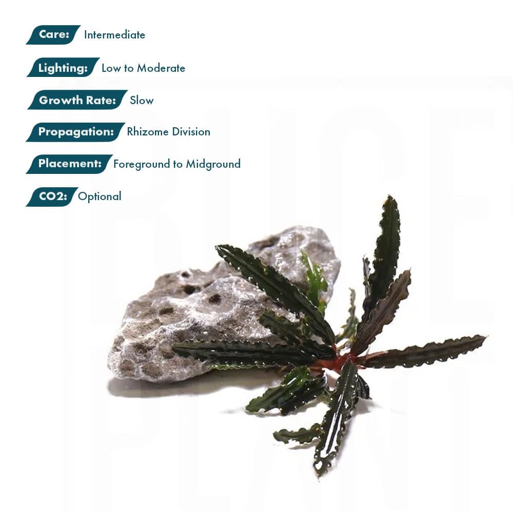Amazon.com: SubstrateSource Live Plants – Bucephalandra Belindae