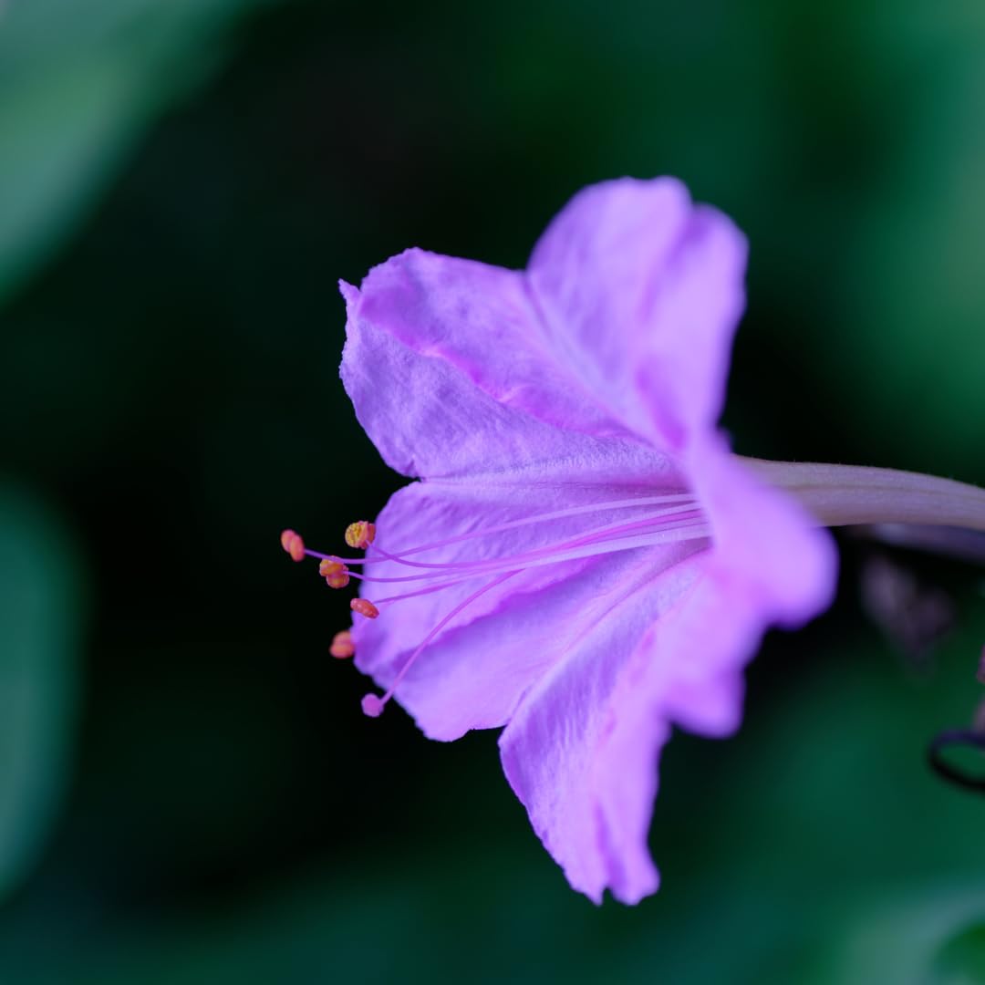 M-Tech Gardens Rare Four O' Clock 