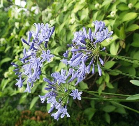 Amazon 大輪 宿根草アガパンサス アムステルダム 直径15cmポット苗 花