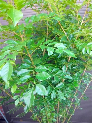 Amazon.co.jp: シマトネリコ 7本以上の株立ち 140 常緑樹 : DIY・工具