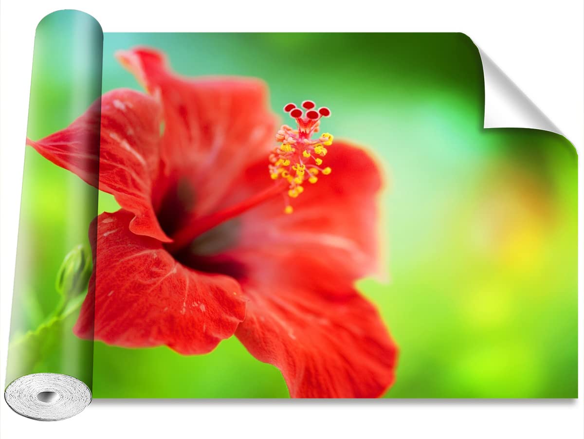 Papier peint moderne hibiscus rouge salon grand format 416x254