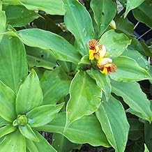 Insulin Plant Costus Igneus, Live Ayurvedic Medicinal Plant for Natural Blood Sugar Control, Outdoor Balcony Garden, Chamaecostus Cuspidatus