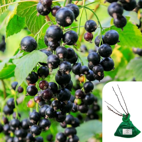 High-Yielding, Delicious, Nutritious & Easy to Grow Varieties, Perfect for Gardens & Allotments, Fresh & Homegrown Produce - Top Grade Fruit to Grow (Blackcurrand Ben Lomand)