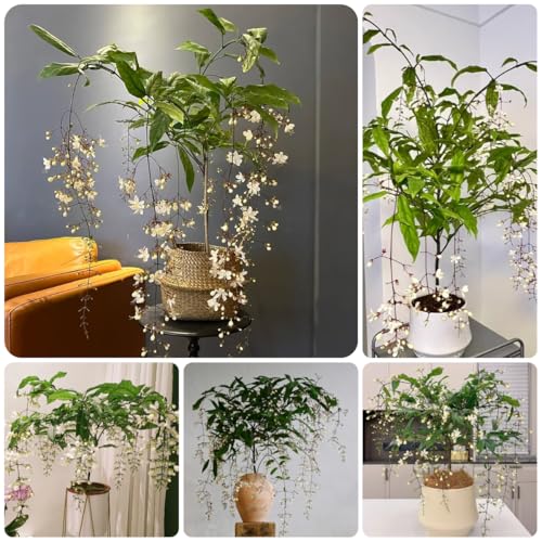 Semillas de Clerodendrum wallichii de jardín, jazmín resistentes para el jardín de primavera, silvestres 150pcs