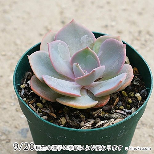 Amazon.co.jp: ダスティーローズ 7.5cmポット 多肉植物 エケベリア