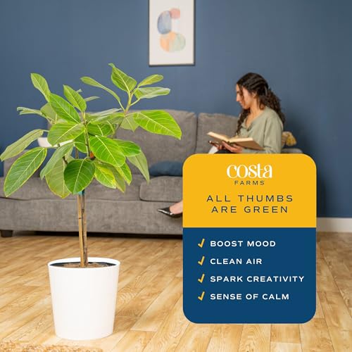 Image of Costa Farms Ficus Audrey Tree Live Plants in Decorative Pot, Large Indoor Houseplant, Perfect for Home, Room, or Office Decor, Great House Warming or Birthday Gift, 3-4 Feet Tall, Pack of 2