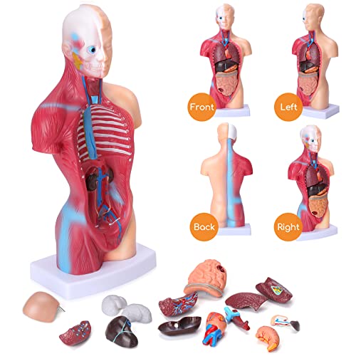 image for Hotrose Human Body Model for Kids 15 Pcs Removable 11 inch Human Torso