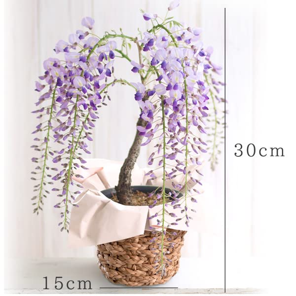 Amazon｜風味絶佳.山陰 母の日のプレゼント 人気 母の日ギフト 花 一才