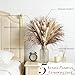 Hapart Boho Dried Pampass Grass Arrangements All-Natural Brown Dried Plants with Bunny Tails Feathers Floral Centerpieces for Tables Vase Livingroom Boho Decor