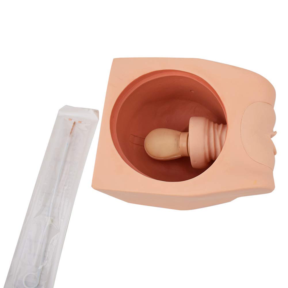 Modello anatomico Modello genitale del Modello di contraccezione Femminile Oriente di Orientamento della Famiglia Pianificazione del Corpo Umano Supporta la Formazione di educazione Medica