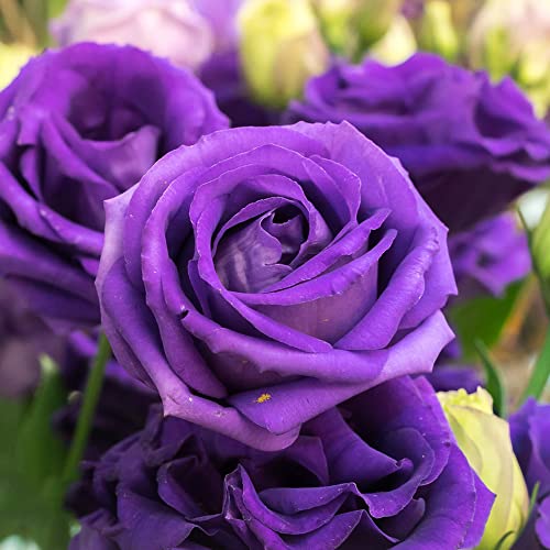 Lila Rosen Samen 800 Rosen Pflanzen Blumensamen Balkon Kletterrosen Bonsai...