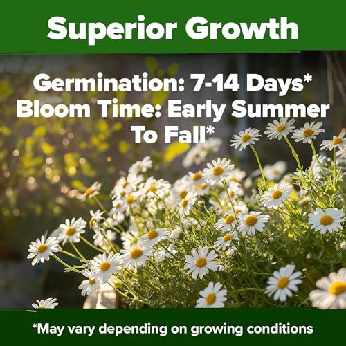 Image of HOME GROWN German Chamomile Seed Pack - 4,560 Heirloom Seeds for Planting for Sustainable Gardens and Soothing Medicinal Herbal Teas (Matricaria chamomilla)