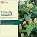 NY Spice Shop Poke Root Cut & Sifted - Dried Bulk Herb Roots Phytolacca Americana Pokeweed Plant for Herbal Tea & Tinctures - 4 Ounce