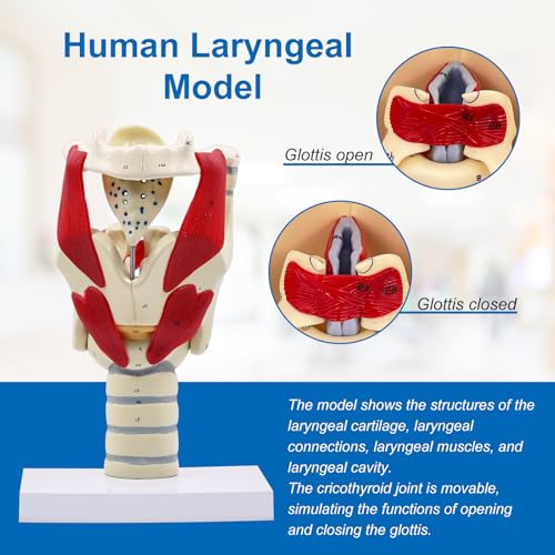 Image of JNMFTD 3X Larynx Function Anatomy Model, Enlarged Human Pharynx Model Throat Muscle Cartilage Glottis Laryngeal Prominence Movable with Labeled Number Product Manual Card for Medical Education Study