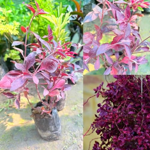 Image of plants (Real Live Lalsha Plant - Eranthemum Red (Graptophyllum Pictum Lalsa) | Healthy Indoor /Outdoor Foliage Plant for Home Garden (Pack of 1))