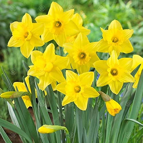 Plantogallery Daffodil Flower Bulbs (Tamara 1pc) (B0CLF3L5YQ) Amazon Price History, Amazon Price Tracker